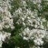 Rosa 'Guirlande d'Amour'®