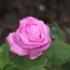 Rosa 'Mrs John Laing'.Rose ancienne Hybride perpetuel
