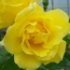 Rosa 'Golden Showers'