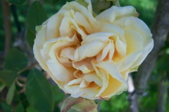 Photo de Rosa 'Marechal Niel'