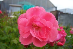 Rosa 'Rosy Border'®