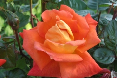 Rosa 'Louis de Funes' ®