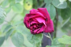 Rosier, Rose 'climbing etoile de hollande', Rosier 'climbing etoile de hollande', Rose