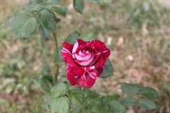 Rose 'julio iglesias', Rosier 'julio iglesias', Rosier, Rose