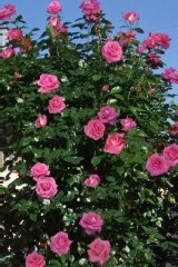Rosier 'parfum royal', Rose 'parfum royal'