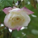 Rosa 'Chromatella'
