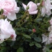 Rosa 'New Dawn'.Rose ancienne Liane