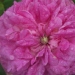 Rosier, Rose, Rosier 'alfieri', Rose 'alfieri'