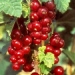 Groseillier à grappes, Groseillier, Groseillier 'rovada'