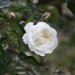 Rose 'albéric barbier', Rosier 'albéric barbier', Rosier, Rose