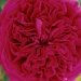 Rosier 'alain souchon', Rosier, Rose, Rose 'alain souchon'