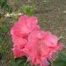 Rhododendron 'alleluia', Rhododendron