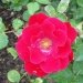 Rosier 'alain', Rosier, Rose 'alain', Rose