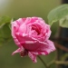 Rosa 'Madame Drioud'