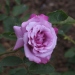 Rosa 'Charles de Gaulle' ®