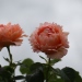 Rosa 'Polka 91' ®