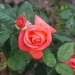Rosa 'Catherine Deneuve' ®
