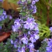 Rosmarinus officinalis 'Prostratus'