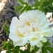 Rose 'agnes', Rosier 'agnes', Rosier, Rose