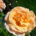 Rosa 'Polka 91' ®