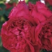 Rosa 'Eric Tabarly' ®