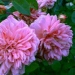 Rosa 'Paul Transon'