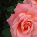 Rosa 'Astrée'