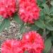 Rhododendron 'Wilgen's Ruby'