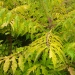 Sumac 'tiger eyes', Vinaigrier, Sumac