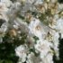 Rosa 'Guirlande d'Amour'®