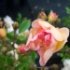 Rosa 'Ghislaine de Féligonde'