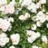 Rosa 'Ghislaine de Féligonde'
