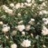 Rosa 'Alberic Barbier'.Rose ancienne Liane
