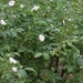 Rosa 'White Grootendorst'