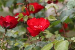 Rosier, Rose 'la sevillana', Rose, Rosier 'la sevillana'