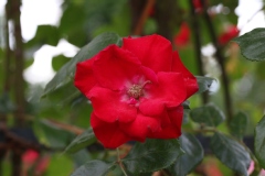 Rosier, Rose