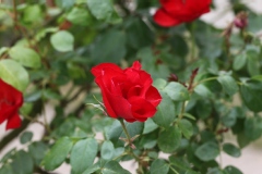 Rosier, Rose 'la sevillana', Rose, Rosier 'la sevillana'