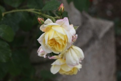 Rosier, Rose, Rose 'suzy'