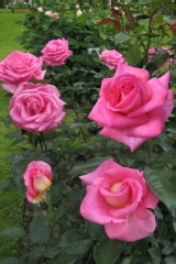 Rosier 'parfum royal', Rose 'parfum royal'