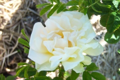 Rosa 'Agnes'.Hybride de rugosa