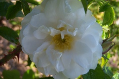 Photo de Rosa 'Schneezwerg'