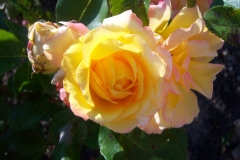 Rosa 'Paul Mc Cartney' ®