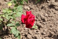 Rosier, Rose 'madame l. laperrière', Rose