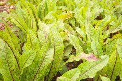 Oseille sanguine