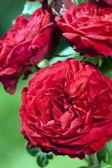 Rosier 'jubile laperriere 150 ans', Rose 'jubile laperriere 150 ans'