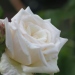 Rosa 'Madame Jules Bouché'