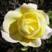 Rosa 'Mme A. Meilland'.Hybride de thé