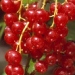 Groseillier 'junifer', Groseillier, Groseillier à grappes 'junifer'