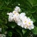 Rose mulliganii, Rosier, Rose