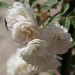 Rosa 'Treasure Trove'